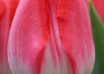 Tulipa Up Pink (4)